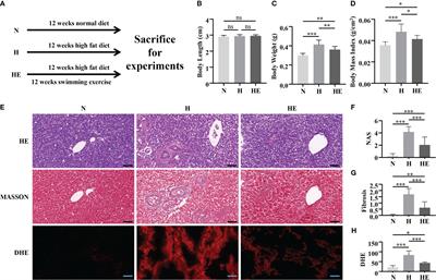 Exercise intervention improves mitochondrial quality in non-alcoholic fatty liver disease zebrafish